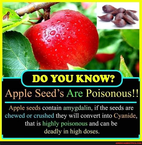 apple seeds poison